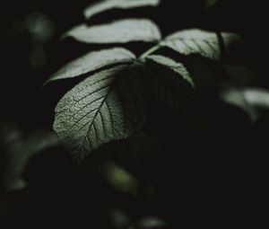 Preview wallpaper leaf, macro, veins, bush