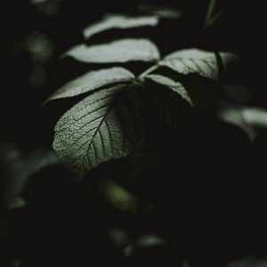 Preview wallpaper leaf, macro, veins, bush