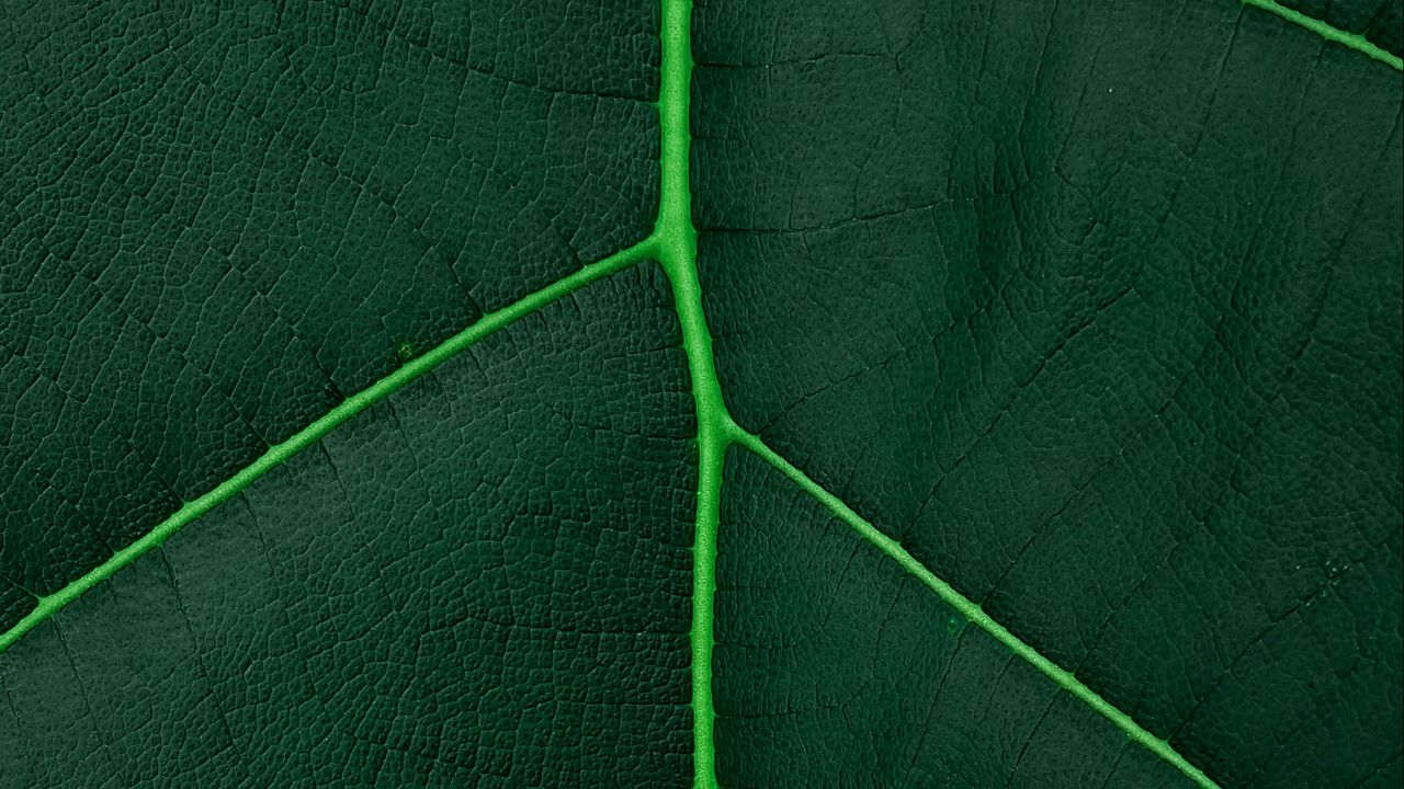 Wallpaper leaf, macro, veins, green, plant