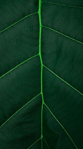 Preview wallpaper leaf, macro, veins, green, plant