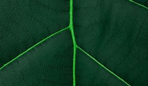 Preview wallpaper leaf, macro, veins, green, plant