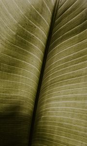 Preview wallpaper leaf, macro, veins, green, stripes