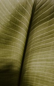Preview wallpaper leaf, macro, veins, green, stripes