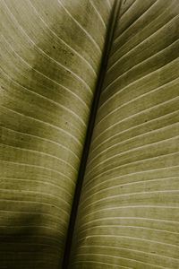 Preview wallpaper leaf, macro, veins, green, stripes