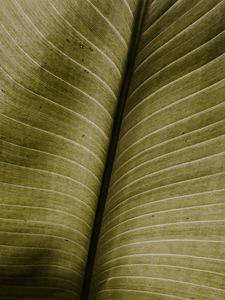 Preview wallpaper leaf, macro, veins, green, stripes