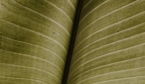 Preview wallpaper leaf, macro, veins, green, stripes