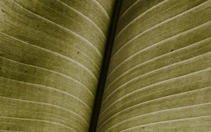 Preview wallpaper leaf, macro, veins, green, stripes