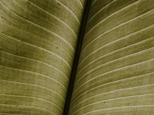 Preview wallpaper leaf, macro, veins, green, stripes