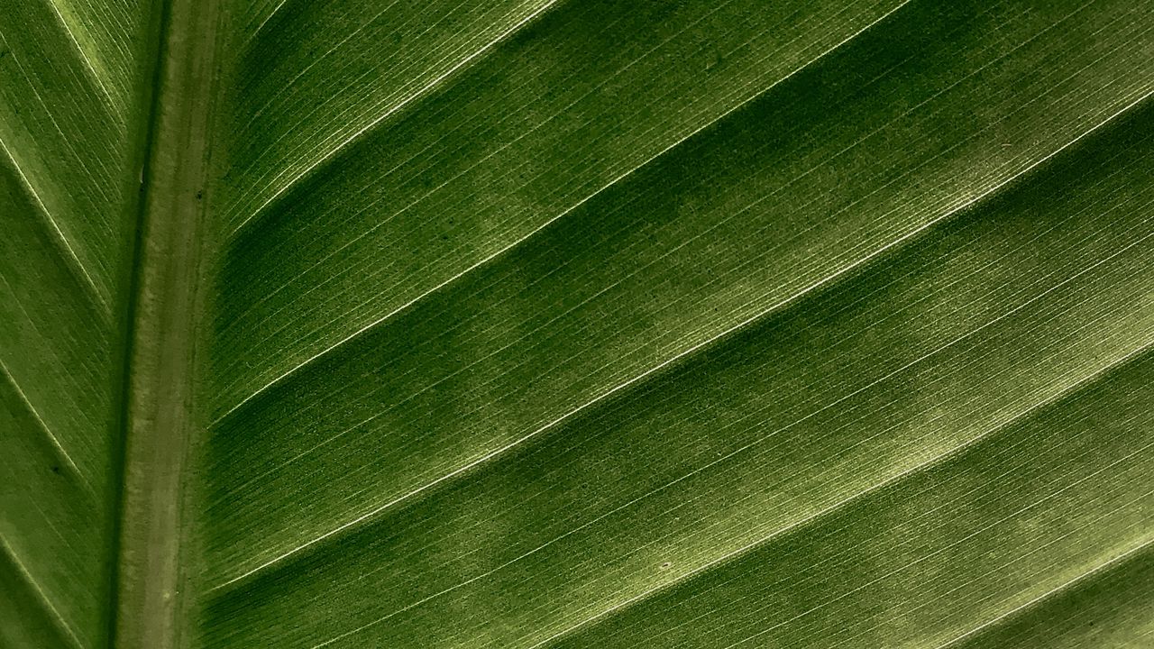 Wallpaper leaf, macro, veins, stripes, green