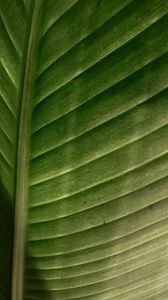 Preview wallpaper leaf, macro, veins, stripes, green