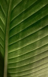 Preview wallpaper leaf, macro, veins, stripes, green