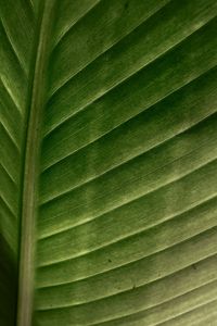 Preview wallpaper leaf, macro, veins, stripes, green
