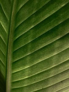 Preview wallpaper leaf, macro, veins, stripes, green