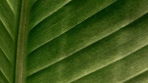 Preview wallpaper leaf, macro, veins, stripes, green
