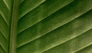 Preview wallpaper leaf, macro, veins, stripes, green