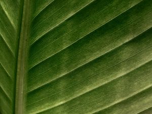 Preview wallpaper leaf, macro, veins, stripes, green