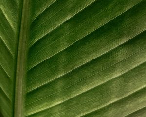 Preview wallpaper leaf, macro, veins, stripes, green