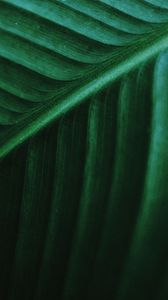 Preview wallpaper leaf, macro, veins, green, stripes, plant