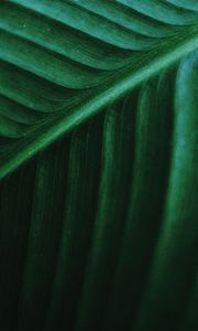 Preview wallpaper leaf, macro, veins, green, stripes, plant