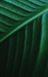 Preview wallpaper leaf, macro, veins, green, stripes, plant