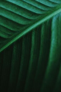 Preview wallpaper leaf, macro, veins, green, stripes, plant