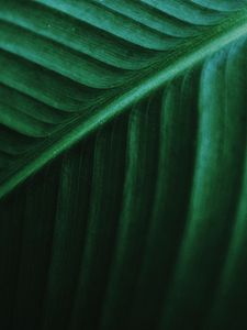 Preview wallpaper leaf, macro, veins, green, stripes, plant