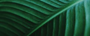 Preview wallpaper leaf, macro, veins, green, stripes, plant