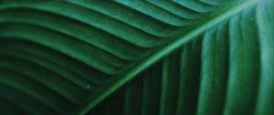 Preview wallpaper leaf, macro, veins, green, stripes, plant