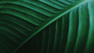 Preview wallpaper leaf, macro, veins, green, stripes, plant