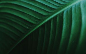 Preview wallpaper leaf, macro, veins, green, stripes, plant