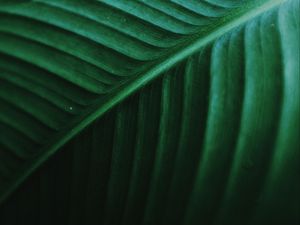Preview wallpaper leaf, macro, veins, green, stripes, plant