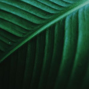 Preview wallpaper leaf, macro, veins, green, stripes, plant