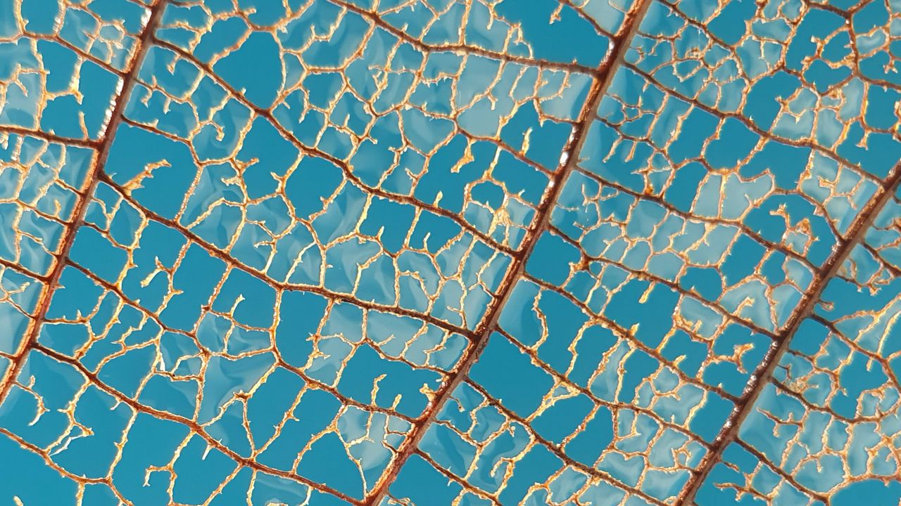 Wallpaper leaf, macro, veins, sky