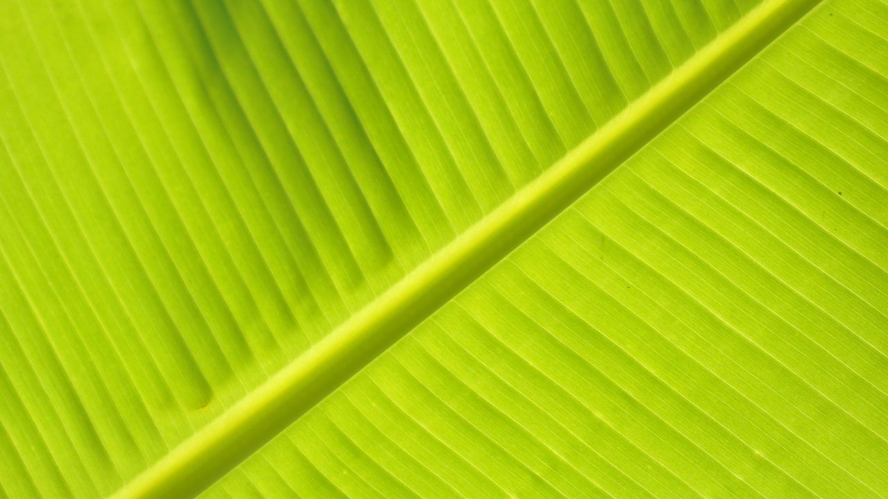 Wallpaper leaf, macro, veins, stripes, green, plant