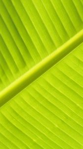 Preview wallpaper leaf, macro, veins, stripes, green, plant