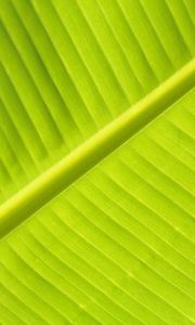 Preview wallpaper leaf, macro, veins, stripes, green, plant