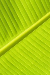 Preview wallpaper leaf, macro, veins, stripes, green, plant