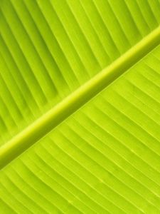 Preview wallpaper leaf, macro, veins, stripes, green, plant