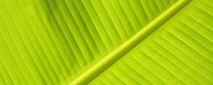 Preview wallpaper leaf, macro, veins, stripes, green, plant