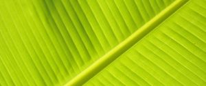 Preview wallpaper leaf, macro, veins, stripes, green, plant