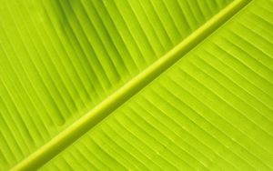 Preview wallpaper leaf, macro, veins, stripes, green, plant
