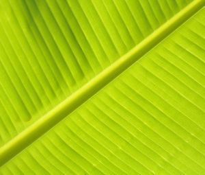 Preview wallpaper leaf, macro, veins, stripes, green, plant