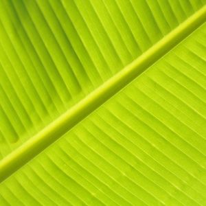 Preview wallpaper leaf, macro, veins, stripes, green, plant