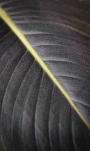 Preview wallpaper leaf, macro, veins, stripes, lines