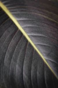 Preview wallpaper leaf, macro, veins, stripes, lines