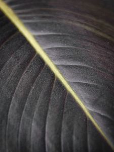 Preview wallpaper leaf, macro, veins, stripes, lines