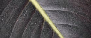 Preview wallpaper leaf, macro, veins, stripes, lines