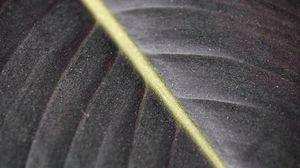 Preview wallpaper leaf, macro, veins, stripes, lines