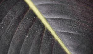 Preview wallpaper leaf, macro, veins, stripes, lines