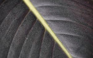 Preview wallpaper leaf, macro, veins, stripes, lines